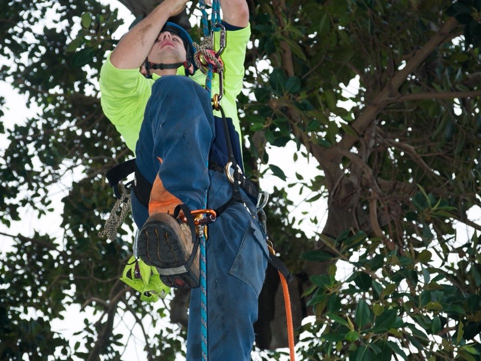 Qualified arborist working in a mature tree during an Enviro Trees UK survey in Warwickshire